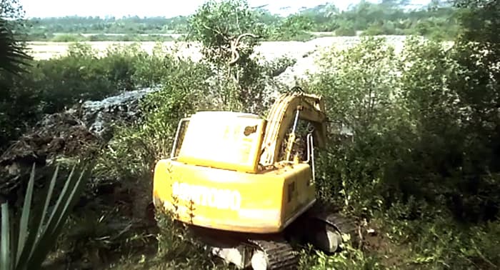 কলাপাড়ায় পাউবো’র জমি দখল করে বন উজাড়ের অভিযোগ