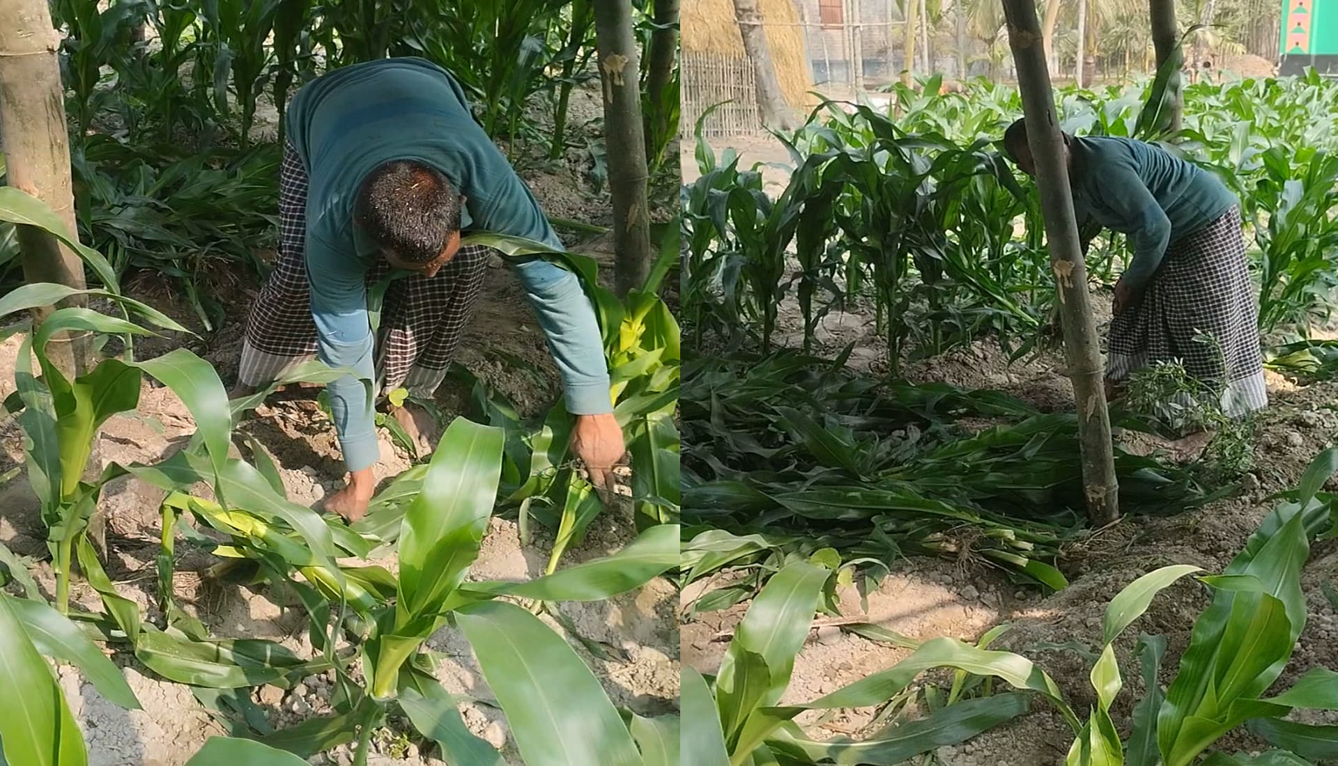 হাতীবান্ধায় ফসলী ক্ষেত নষ্টের অভিযোগ