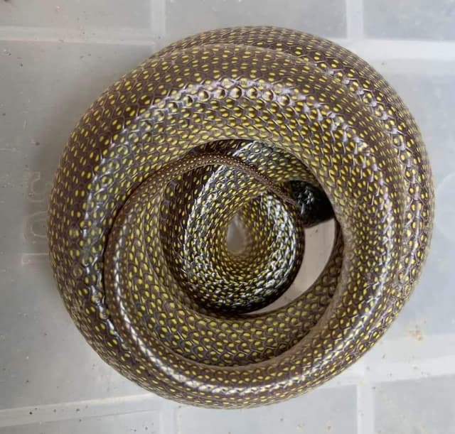 শ্রীমঙ্গলে চা-বাগান থেকে দুর্লভ প্রজাতির ঘরগিন্নি সাপ উদ্ধার