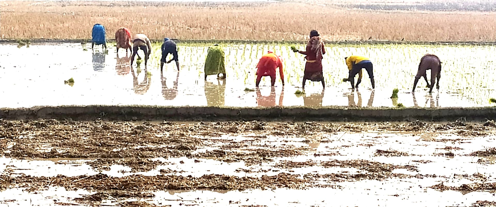 হিলিতে বোরো ধানের চারা রোপণে ব্যস্ত কৃষকেরা অতিরিক্ত খরচ নিয়ে দুশ্চিন্তা