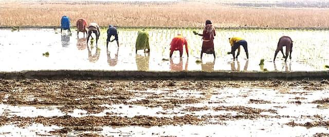 হিলিতে বোরো ধানের চারা রোপণে ব্যস্ত কৃষকেরা অতিরিক্ত খরচ নিয়ে দুশ্চিন্তা