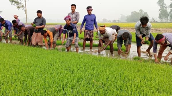 তীব্র শীত উপেক্ষা করে পাঁচবিবিতে ইরি-বোরো চাষে ব্যস্ততা বেড়েছে শ্রমিকদের