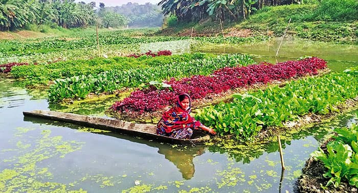 যশোরে ভাসমান সবজি চাষে স্বপ্ন দেখছেন তারা