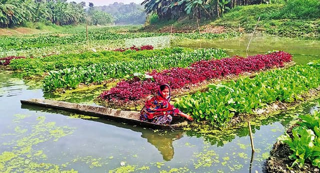 যশোরে ভাসমান সবজি চাষে স্বপ্ন দেখছেন তারা