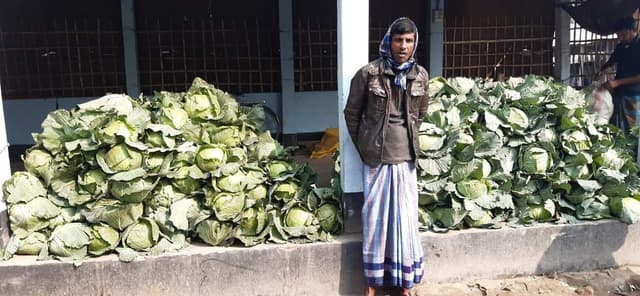 ভূরুঙ্গামারীতে শীতকালীন সবজিতে লোকসানের আশঙ্কায় কৃষক