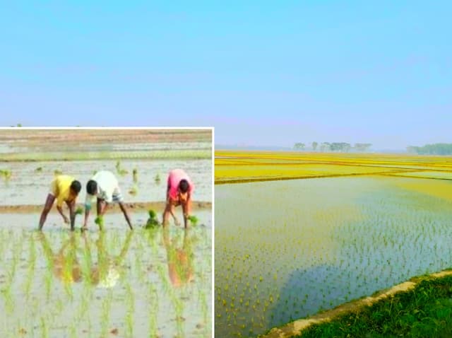 সরাইলে শীতে বোরো ধান রোপনে মাঠে নেমেছে কৃষক