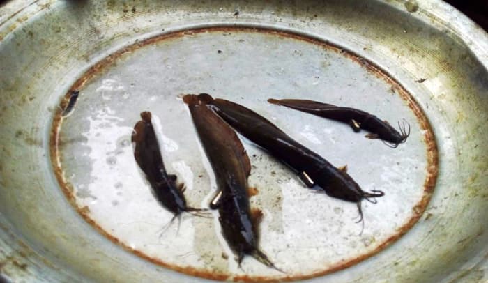 গলায় তাবিজ বাধা শিং মাছ উঠল জালে !