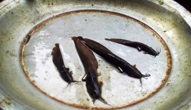 গলায় তাবিজ বাধা শিং মাছ উঠল জালে !