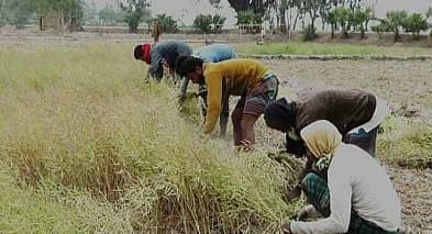 সরিষার বাম্পার ফলনে কৃষক খুশি