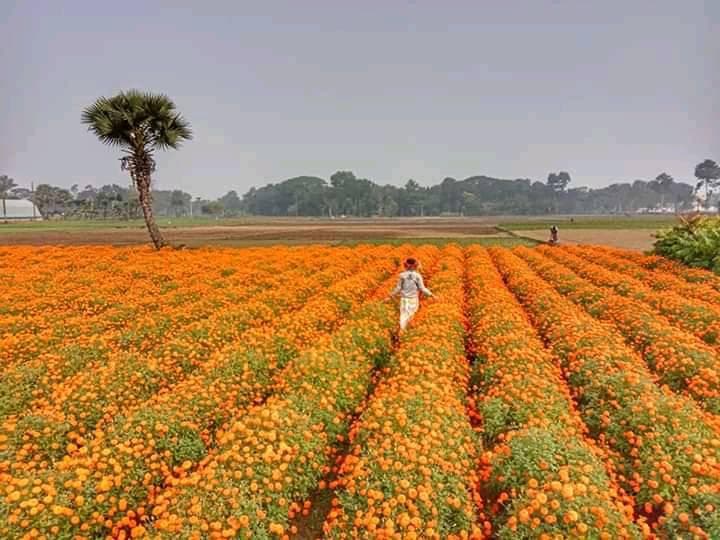 ঝিনাইদহের ফুলচাষীরা ফুল পরিচর্যায় ব্যাস্ত