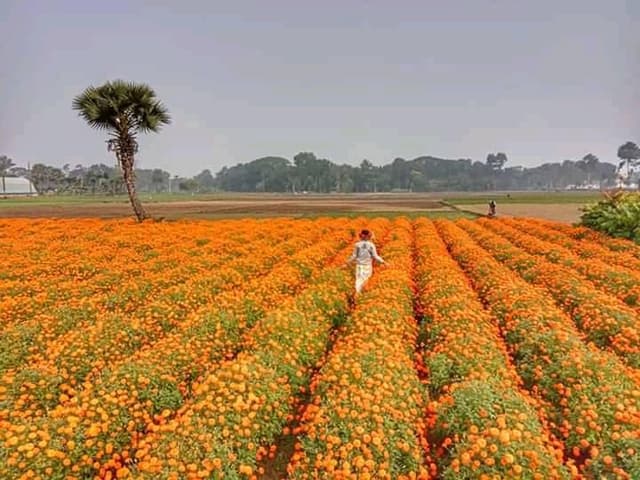 ঝিনাইদহের ফুলচাষীরা ফুল পরিচর্যায় ব্যাস্ত