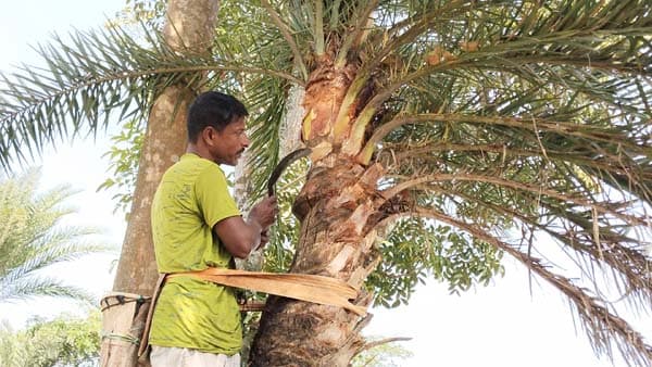 ঝালকাঠিতে হারিয়ে যাচ্ছে খেঁজুর গাছ, মানুষ ভুলছে রসের স্বাদ
