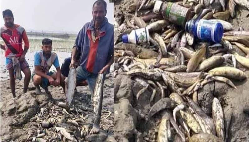 বাগমারায় বিষ প্রয়োগে ২৫ লাখ টাকার মাছ নিধন