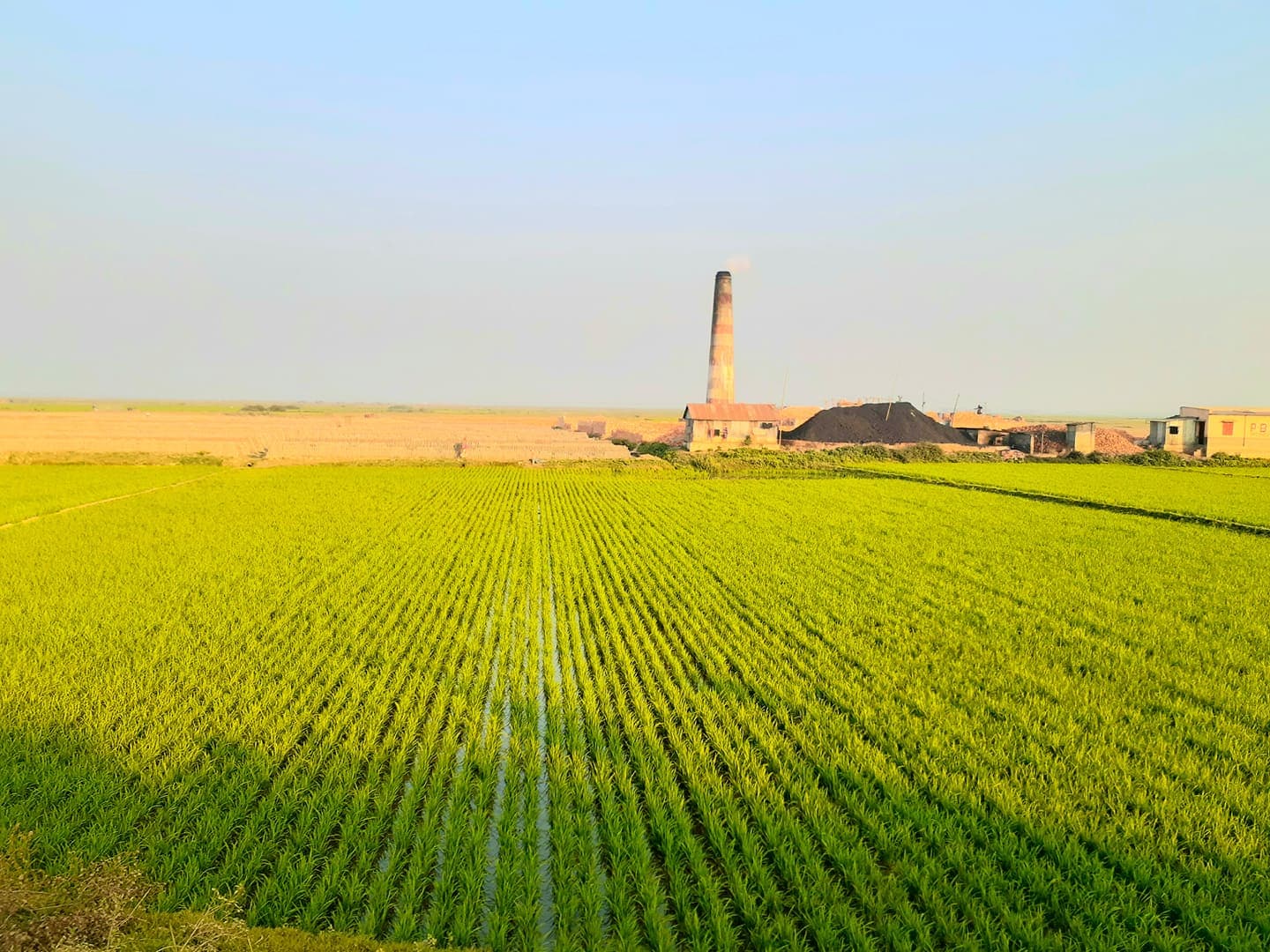 সরাইলে হুমকির মুখে আবাদী ফসলি জমিতে ইটভাটা