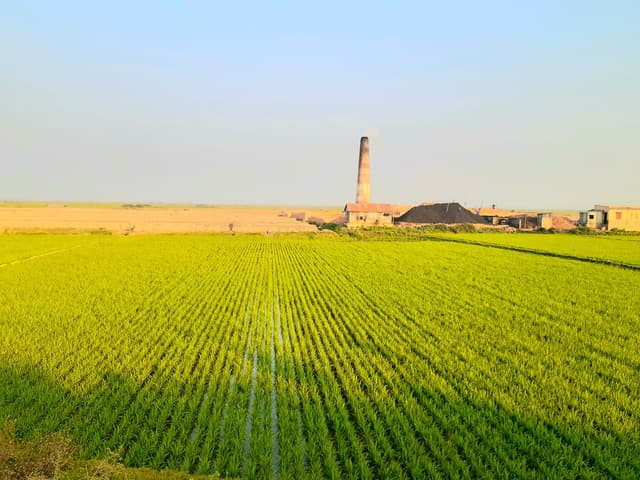 সরাইলে হুমকির মুখে আবাদী ফসলি জমিতে ইটভাটা