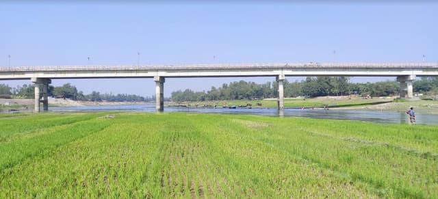 উল্লাপাড়ায় ফুলজোড় নদীর বুকে হচ্ছে ধানচাষাবাদ