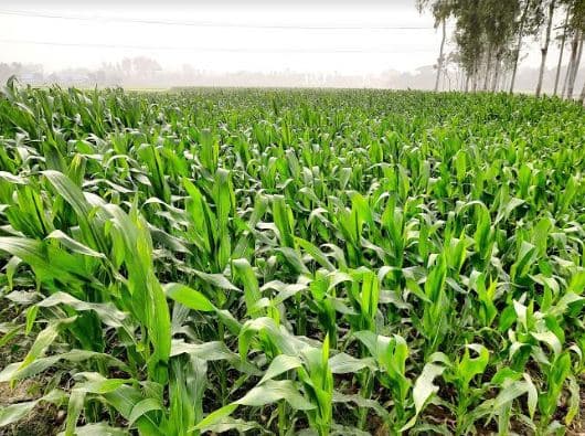 আত্রাইয়ে রেকর্ড পরিমাণ জমিতে ভুট্টা চাষ: বাম্পার ফলনের সম্ভাবনা