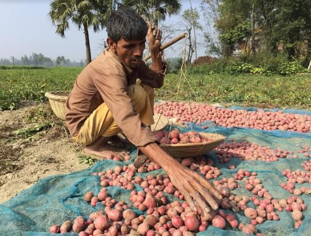 উল্লাপাড়ায় আলুর বাম্পার ফলন দাম নিয়ে হতাশায় কৃষক