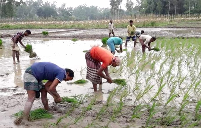 হিলিতে বোরো ধানের চারা রোপণে ব্যস্ত কৃষকরা অতিরিক্ত খরচের দুশ্চিন্তা