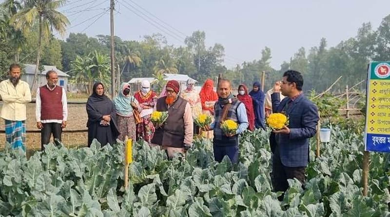 রঙিন ফুলকপি চাষ করে দ্বিগুণ লাভবান ভূঞাপুরের কৃষক