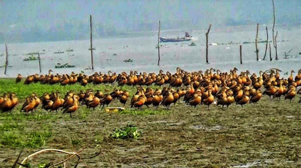 কাঁঠালিয়ার নিঝুম চরে অতিথি পাখির অভয়াশ্রম