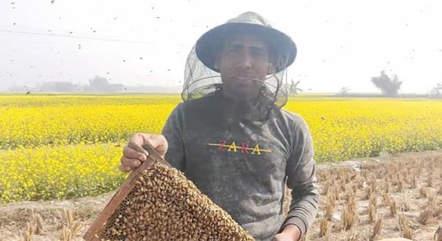 পাঁচবিবিতে সরিষা ফুল থেকে মধু সংগ্রহ শুরু