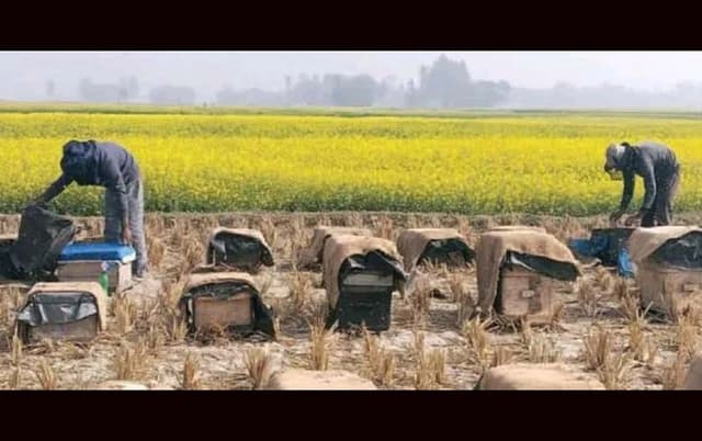 হিলিতে সরিষার ফুলের মধু সংগ্রহে ব্যস্ত মৌচাষিরা