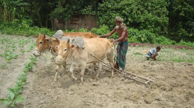 আত্রাইয়ে লাঙ্গল দিয়ে হালচাষ এখন শুধুই স্মৃতি