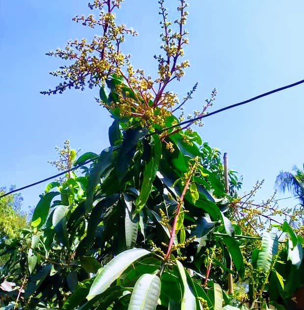 সরাইলে সৌরভ ছড়াচ্ছে গাছে গাছে আমের মুকুল