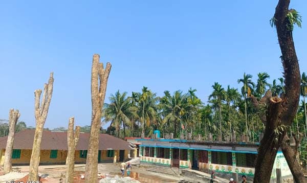 প্রধান শিক্ষকের বিরুদ্ধে টেন্ডার ছাড়াই সরকারি গাছ কর্তনের অভিযোগ