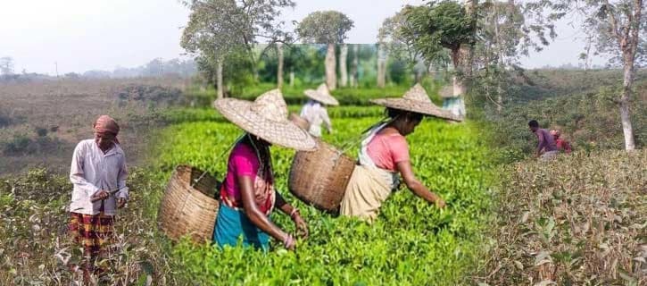 সিলেটের চা বাগানে প্রুনিং পদ্ধতির শুরু !