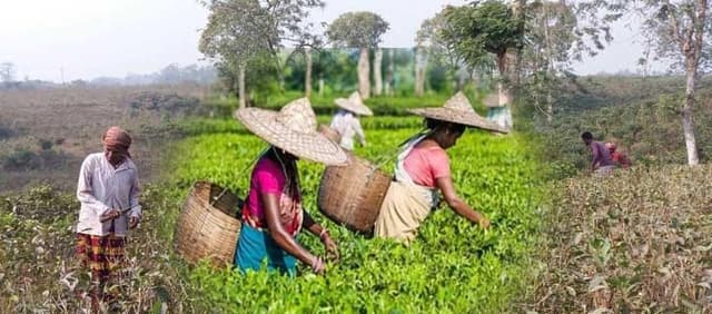 সিলেটের চা বাগানে প্রুনিং পদ্ধতির শুরু !