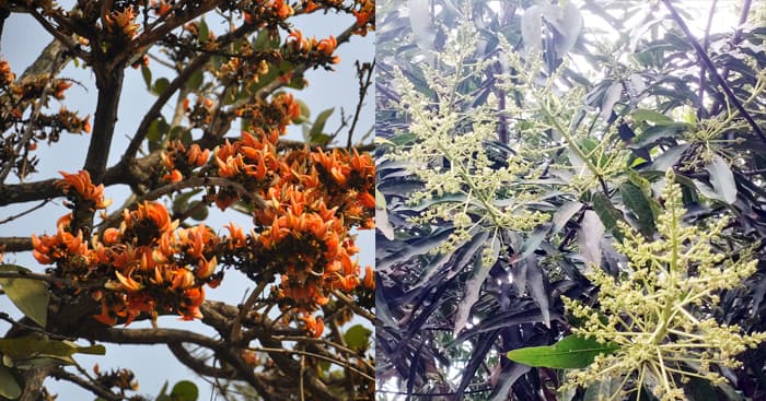শিমুল ফুলে ঋতুরাজ বসন্তের আগমনী বার্তা বরিশালে