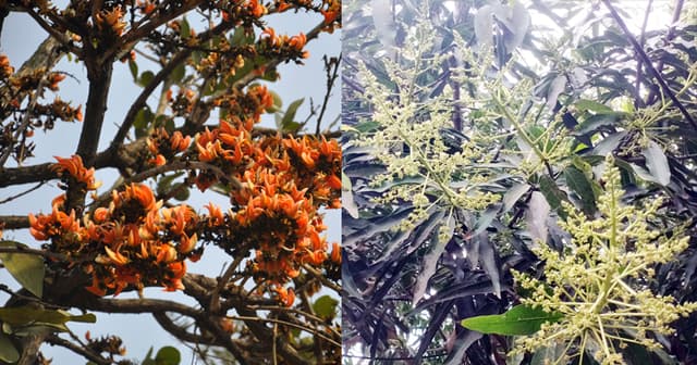 শিমুল ফুলে ঋতুরাজ বসন্তের আগমনী বার্তা বরিশালে