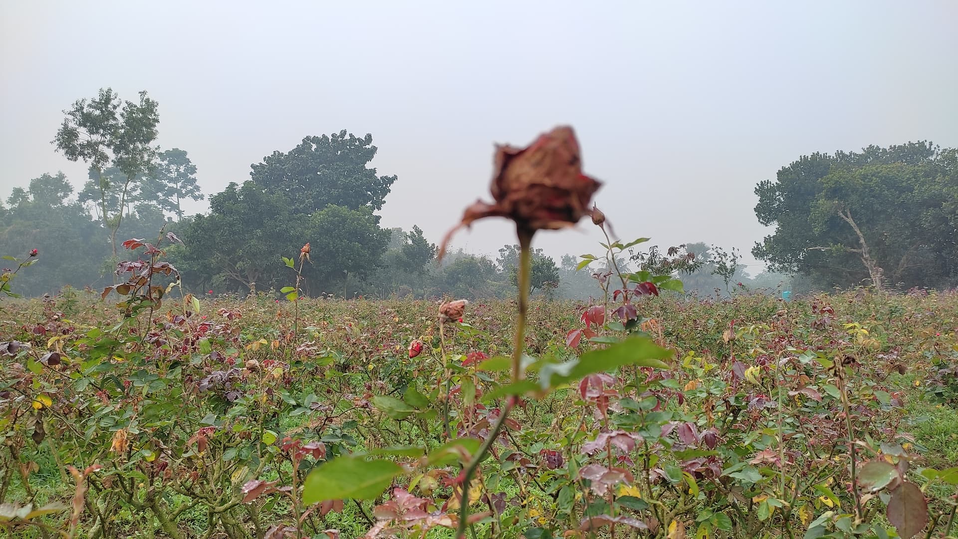 এবার গোলাপের রাজ্যেই ফোটেনি কোন গোলাপ!