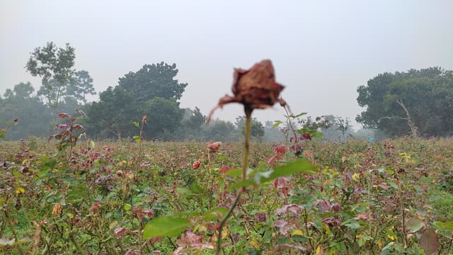 এবার গোলাপের রাজ্যেই ফোটেনি কোন গোলাপ!