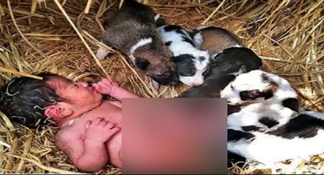 নবজাতককে পাহাড়া দিল কুকুর, ফেলে গেল মা !
