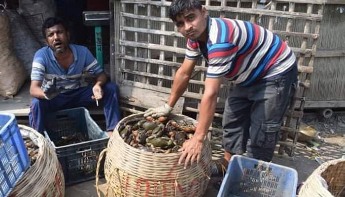উপকূলে অবৈধভাবে কাঁকড়া আহরণ, ধ্বংস প্রাকৃতিক সম্পদ
