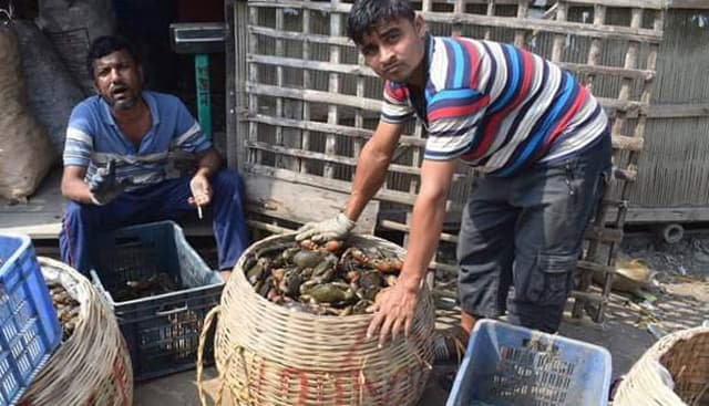 উপকূলে অবৈধভাবে কাঁকড়া আহরণ, ধ্বংস প্রাকৃতিক সম্পদ
