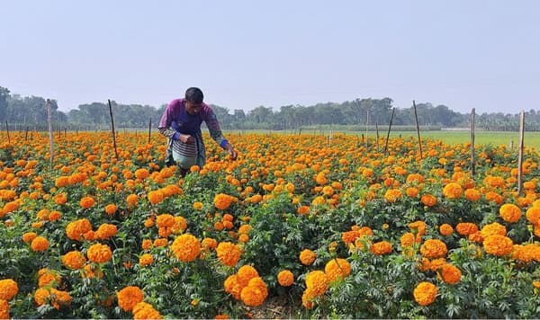 ঝিনাইদহে ব্যস্ত চাষীরা, দুই’শ কোটি টাকার ফুল বিক্রি আশা