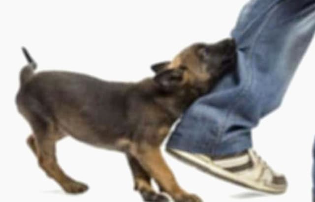 দেবীদ্বারে পাগলা কুকুরের হানা; ৬ শিশু- কিশোর আহত