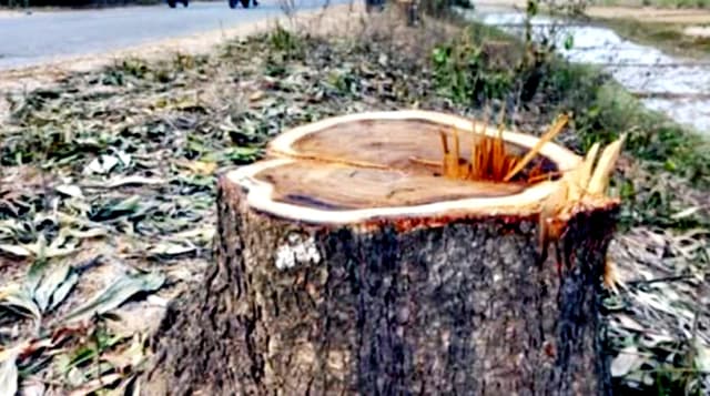 চুনারুঘাটে সামাজিক বনায়নের গাছ কাটার হিড়িক