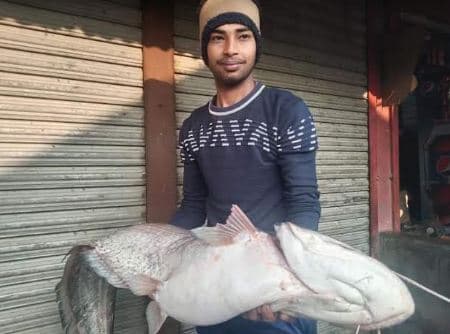লালপুরে পদ্মায় ধরা পড়লো ১৫ কেজির বোয়াল মাছ