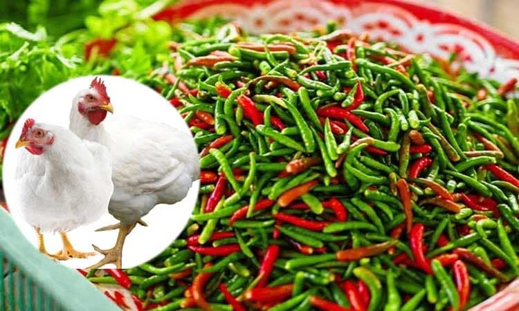 ব্রয়লার মুরগি ২৩০, কাঁচা মরিচ ১৬০