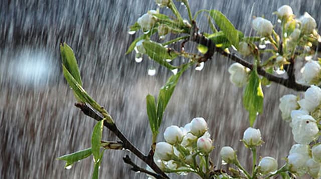 বৃষ্টির পূর্বাভাস দিল আবহাওয়া অফিস