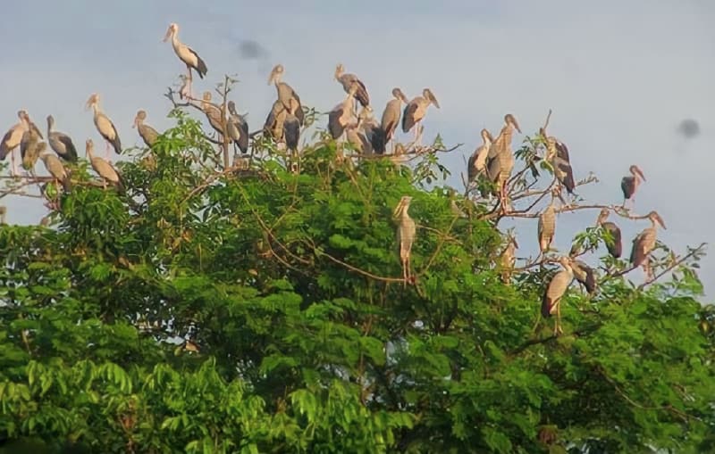 অস্তিত্ব সংকটে অতিথি পাখি শামখোল অভয়ারণ্য ধ্বংসের চেষ্টা!