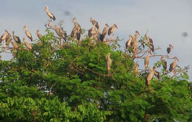 অস্তিত্ব সংকটে অতিথি পাখি শামখোল অভয়ারণ্য ধ্বংসের চেষ্টা!