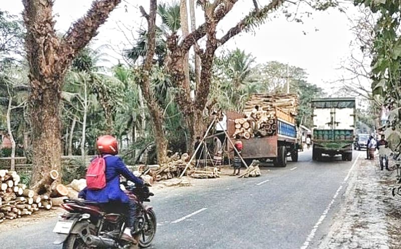 রাজাপুরে আঞ্চলিক মহাসড়ক জুড়ে গাছের গুড়ি, বাড়ছে দূর্ঘটনা