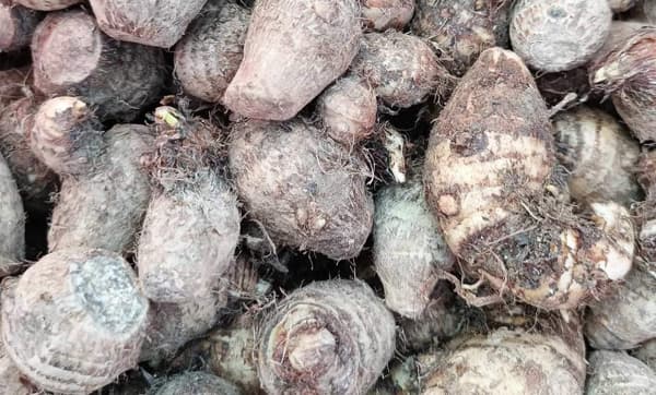 প্রথম বারের মতো ভারত থেকে কচুর মোখা আমদানি