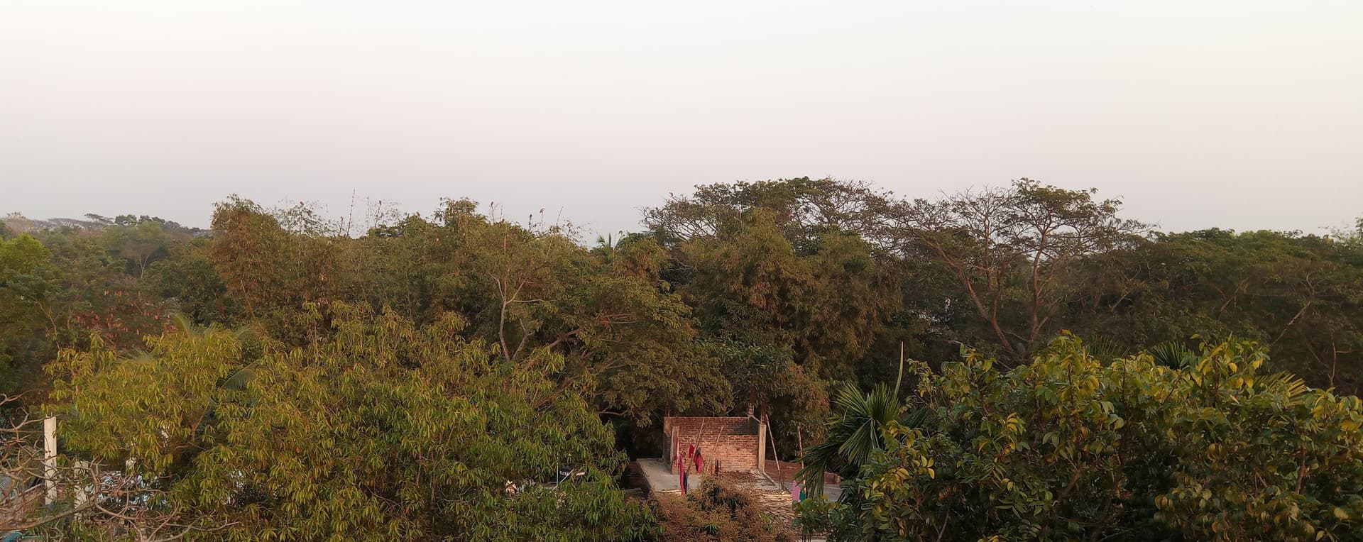 সরাইলে বাড়ির গাছে গাছে আমের মুকুল ছড়াচ্ছে